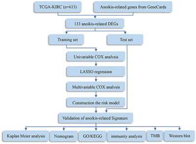 Development and validation of a novel anoikis-related gene signature in clear cell renal cell carcinoma